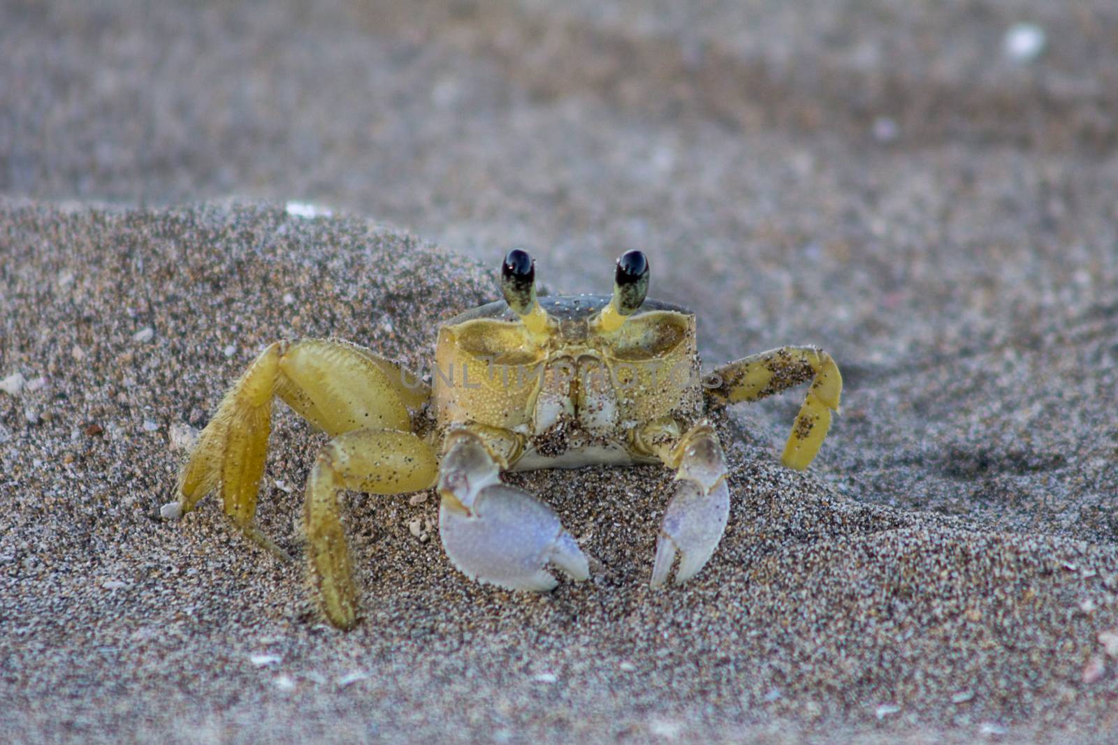 An Atlantic Ghost Crab by magicbones