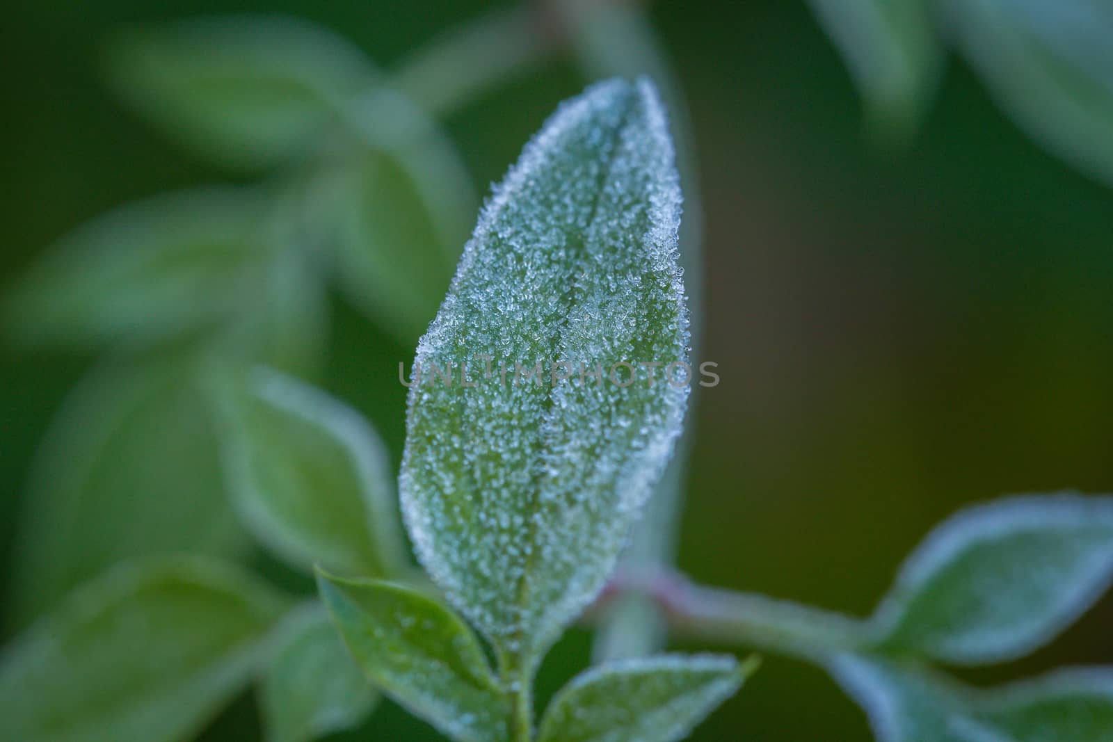 Ice crystals (hoar frost) on green plant leaves