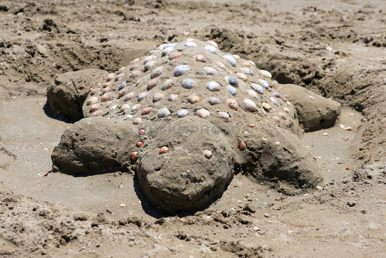Sand turtle on the beach of Laganas Greece