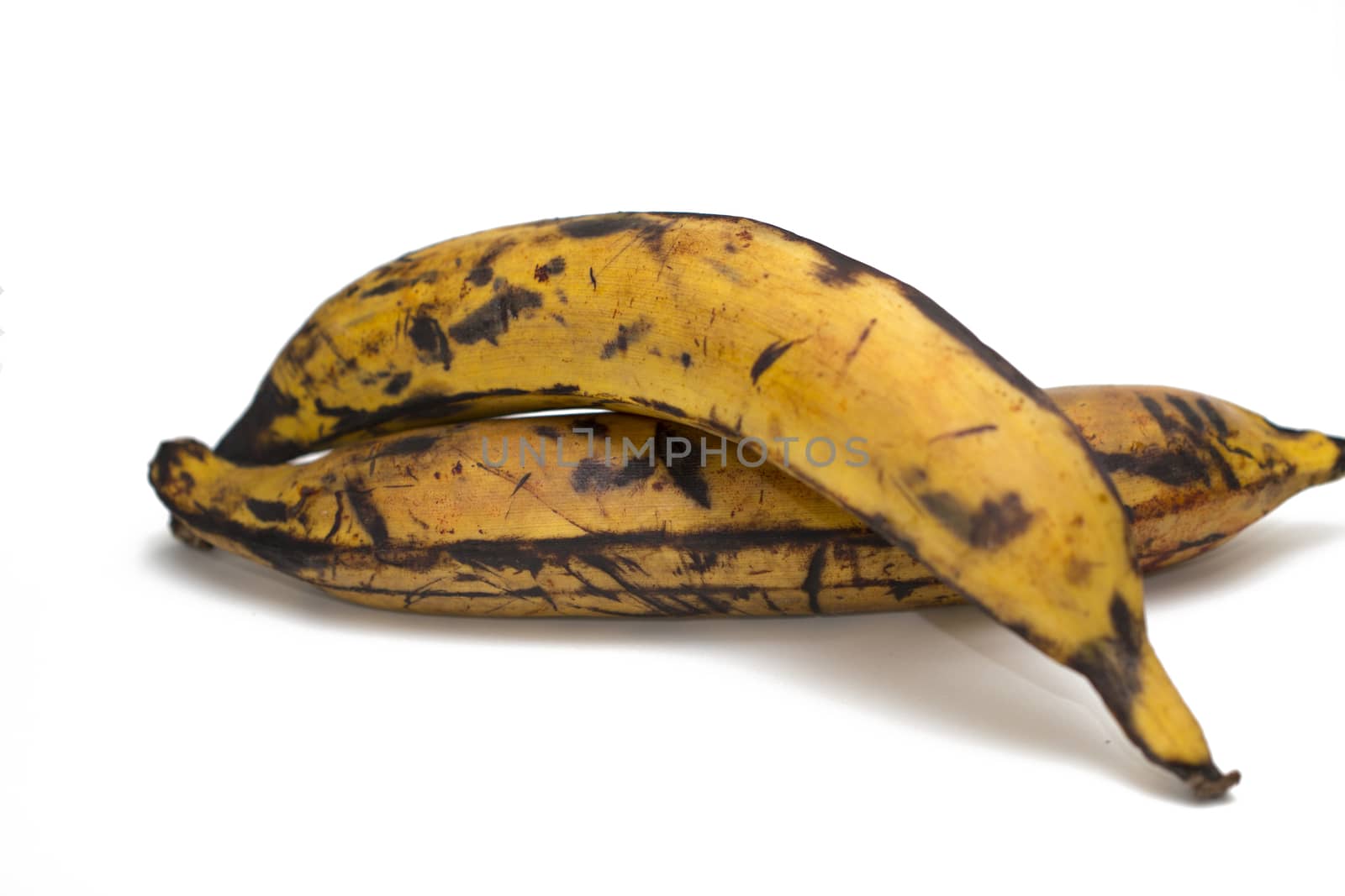 Pair of Plantain, musa x paradisiaca, on a white background