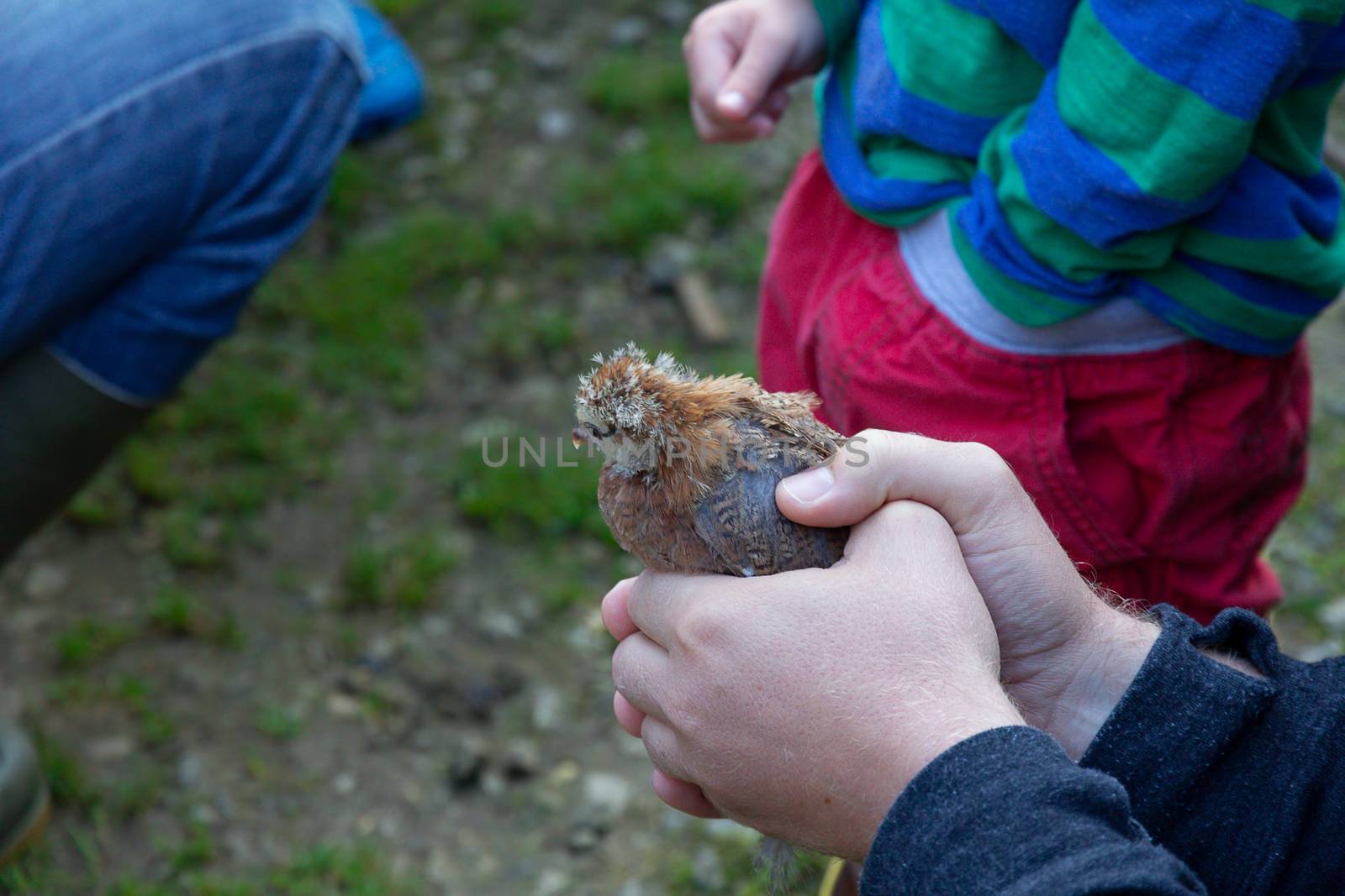 A small chick being held by children on a farm