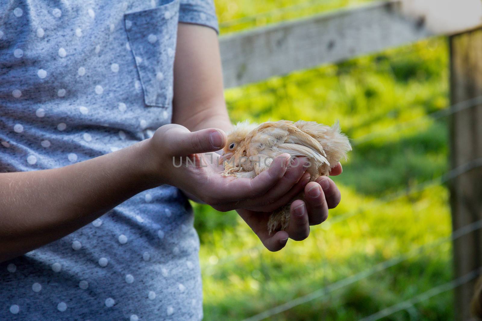 A small chick being held by children on a farm by magicbones