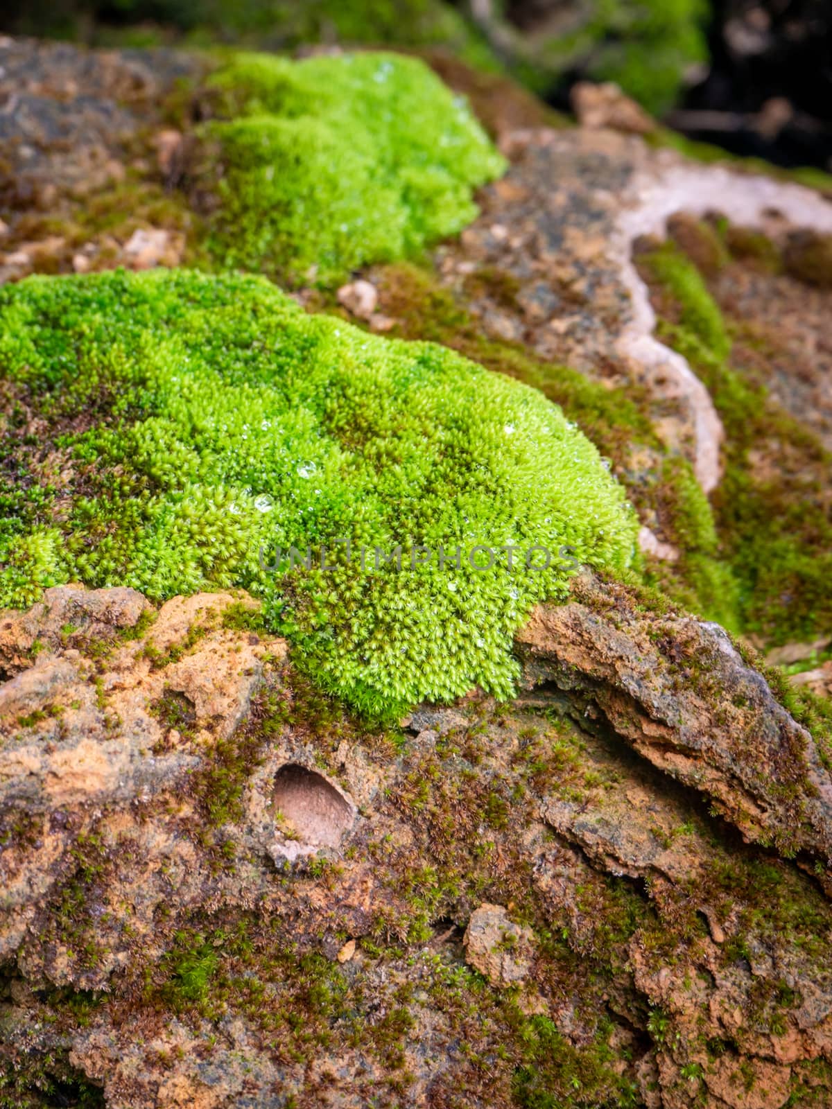 fern and moss and little plant growing on rock by shutterbird