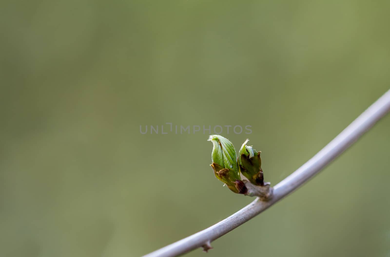 Green buds growing on a tree branch by magicbones