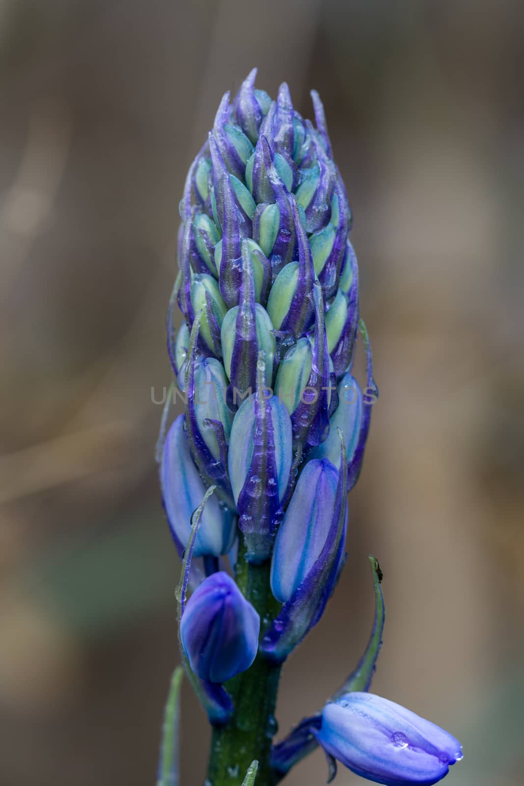 Bluebell buds (Hyacinthoides non-scripta) by magicbones