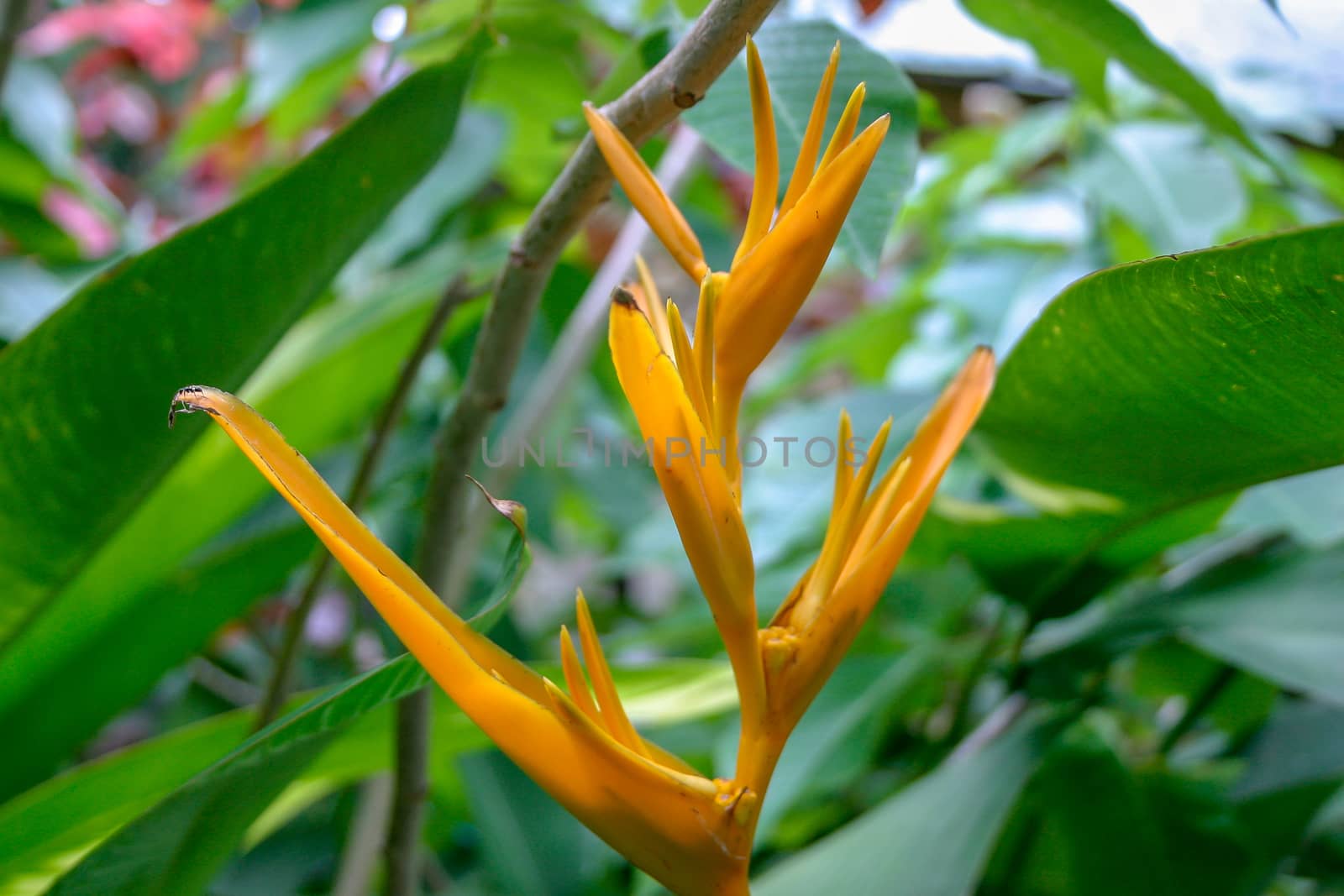 Heliconias in St Lucia by magicbones