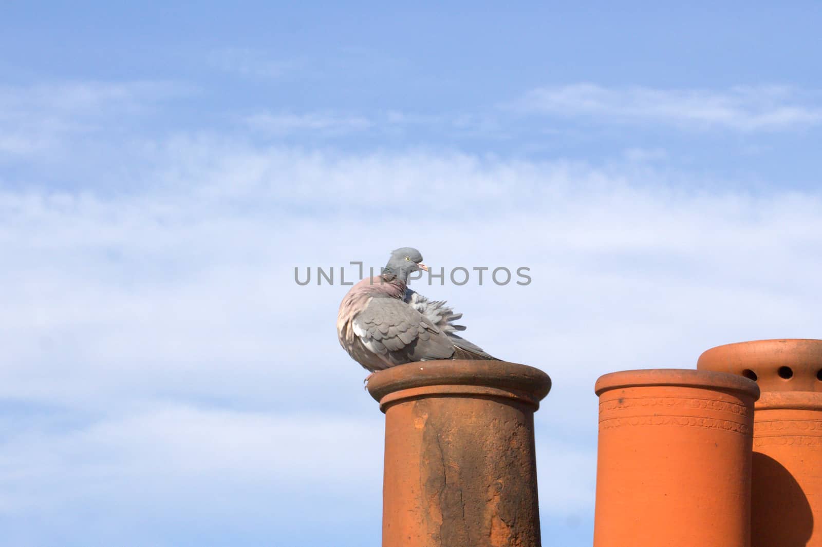 A common pigeon perched upon a chimney pot