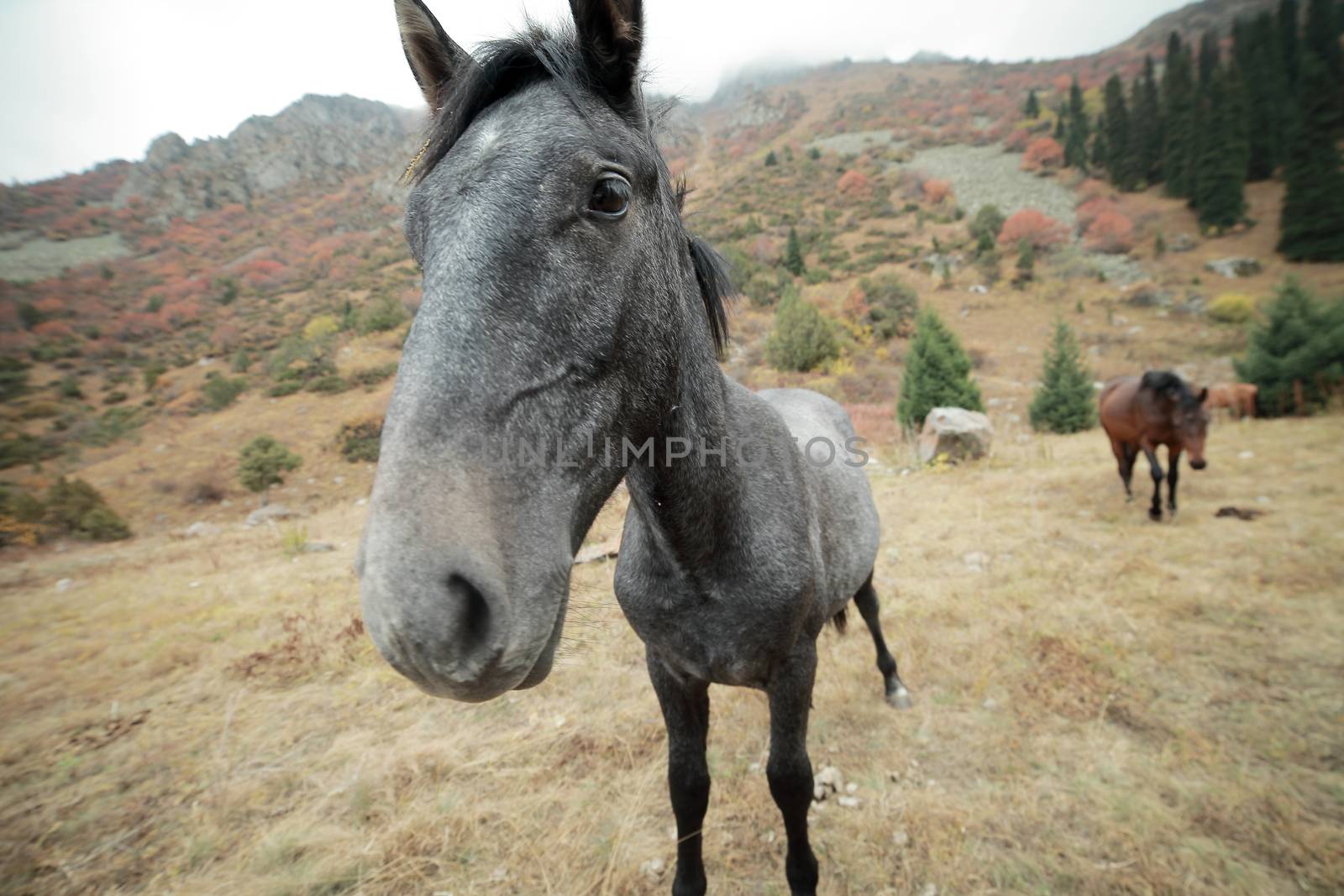 Cheerful gray horse on a lawn in the mountains by selinsmo