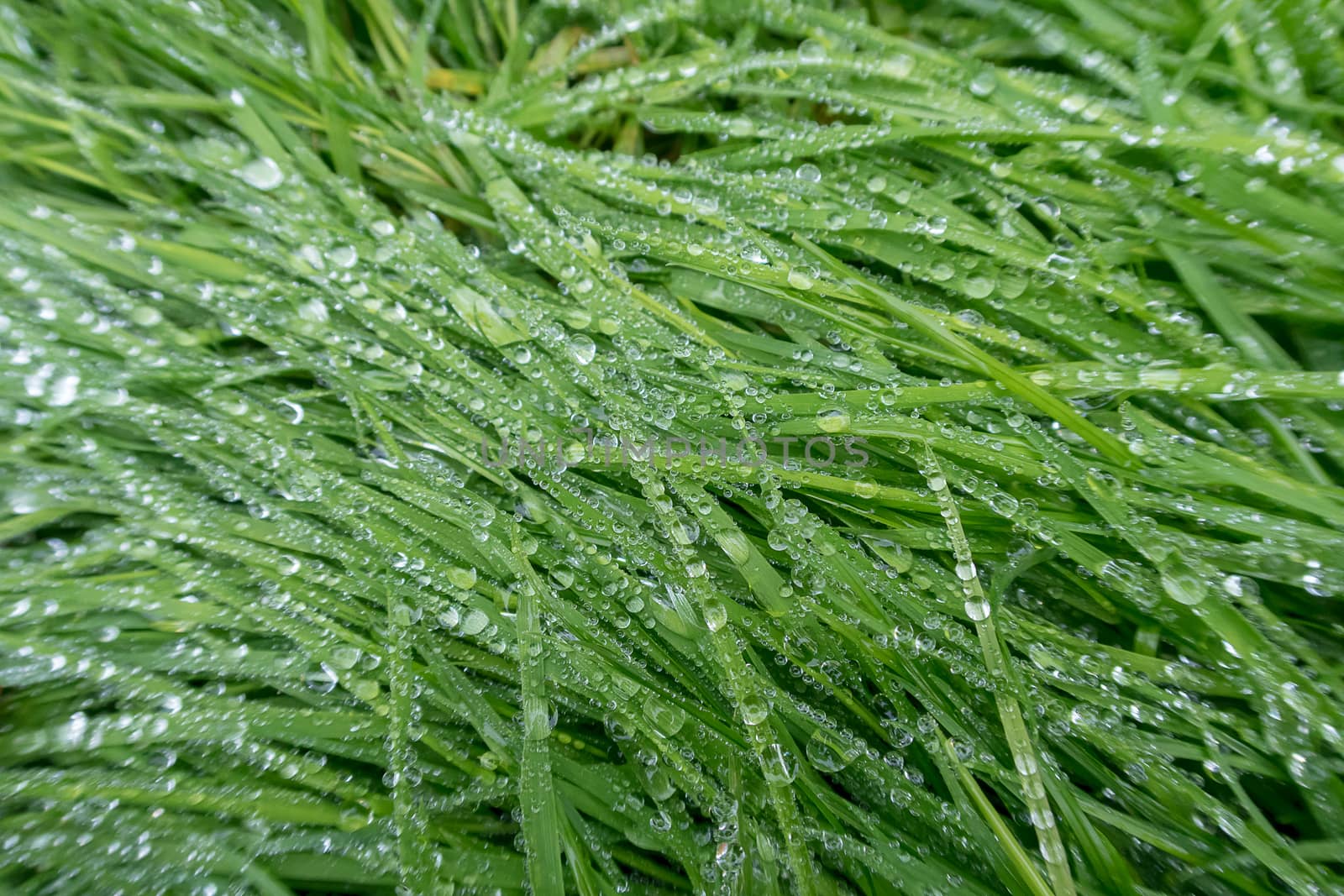 Close up of blades of wet grass by magicbones