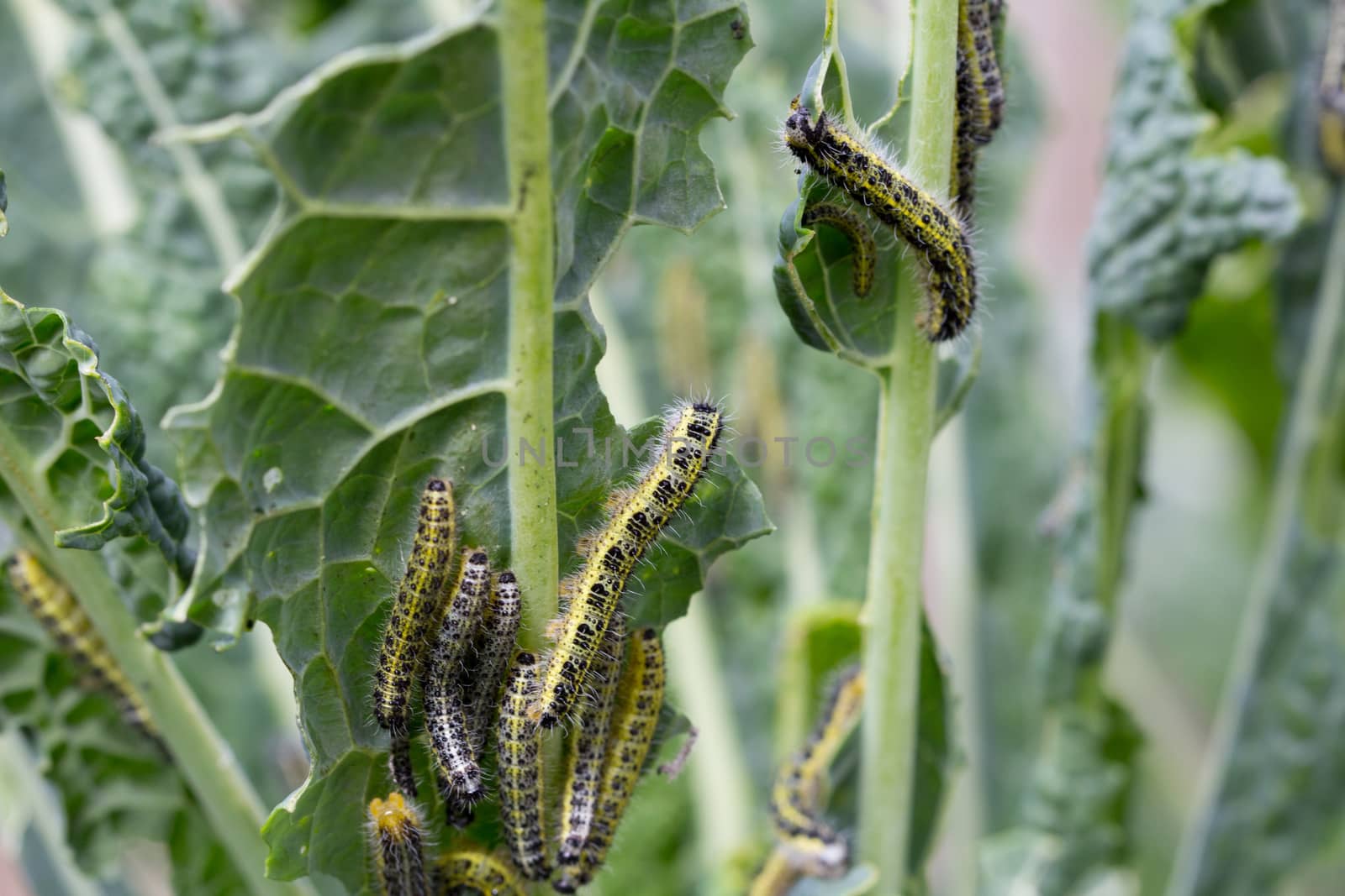 Cabbage White Caterpillars by magicbones