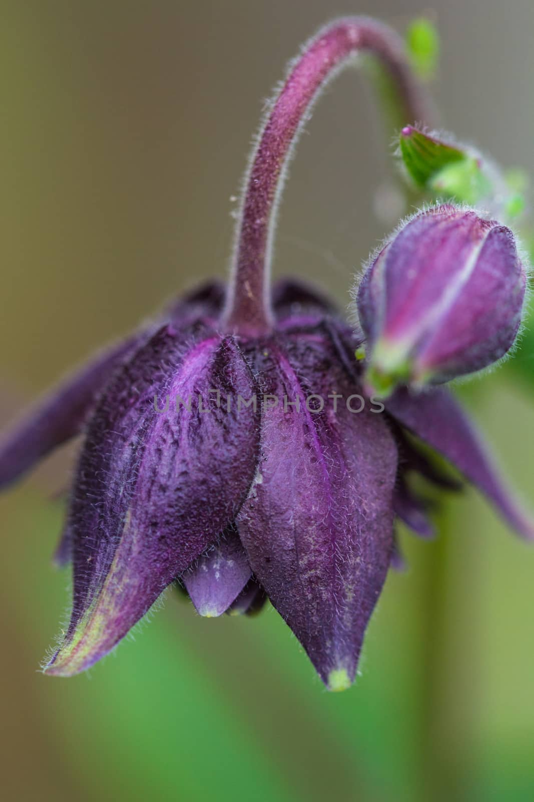 A close up image of the Aquilegia Vulgaris (Royal Purple) flower.  Commonly known as Granny's Bonnet