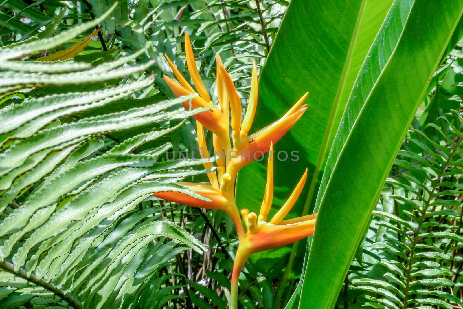 Heliconias in St Lucia