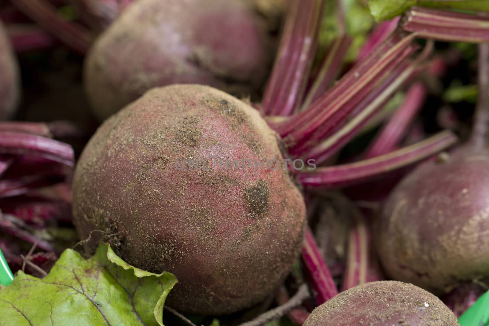 A close up image of freshly harvested, unwashed beetroot