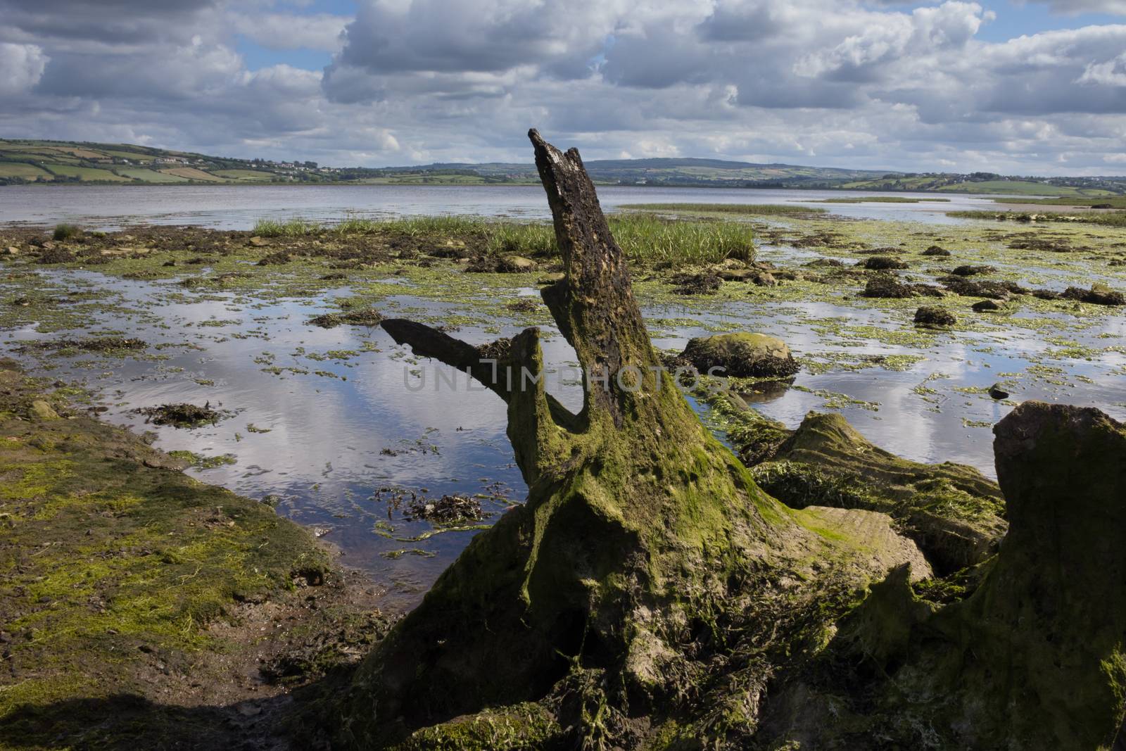 Remote wetland in Ireland