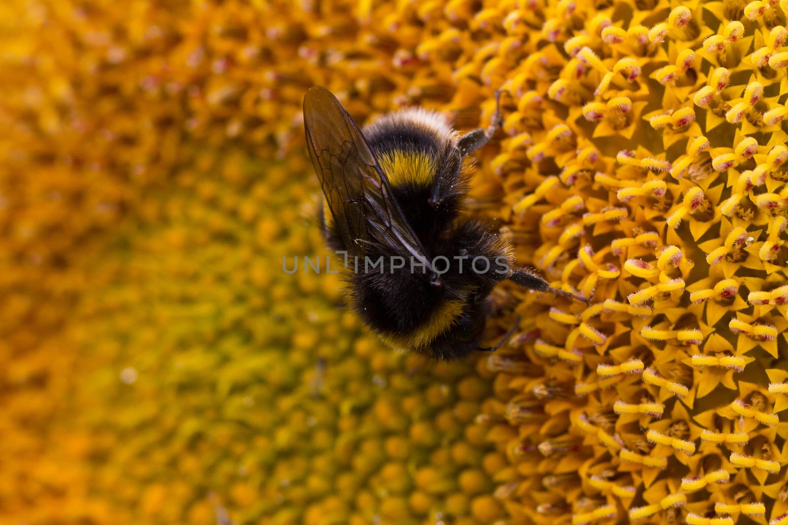 A bee feeding on the nectar of a sunflower