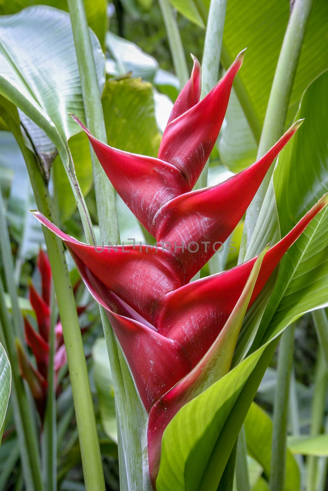 Heliconias in St Lucia