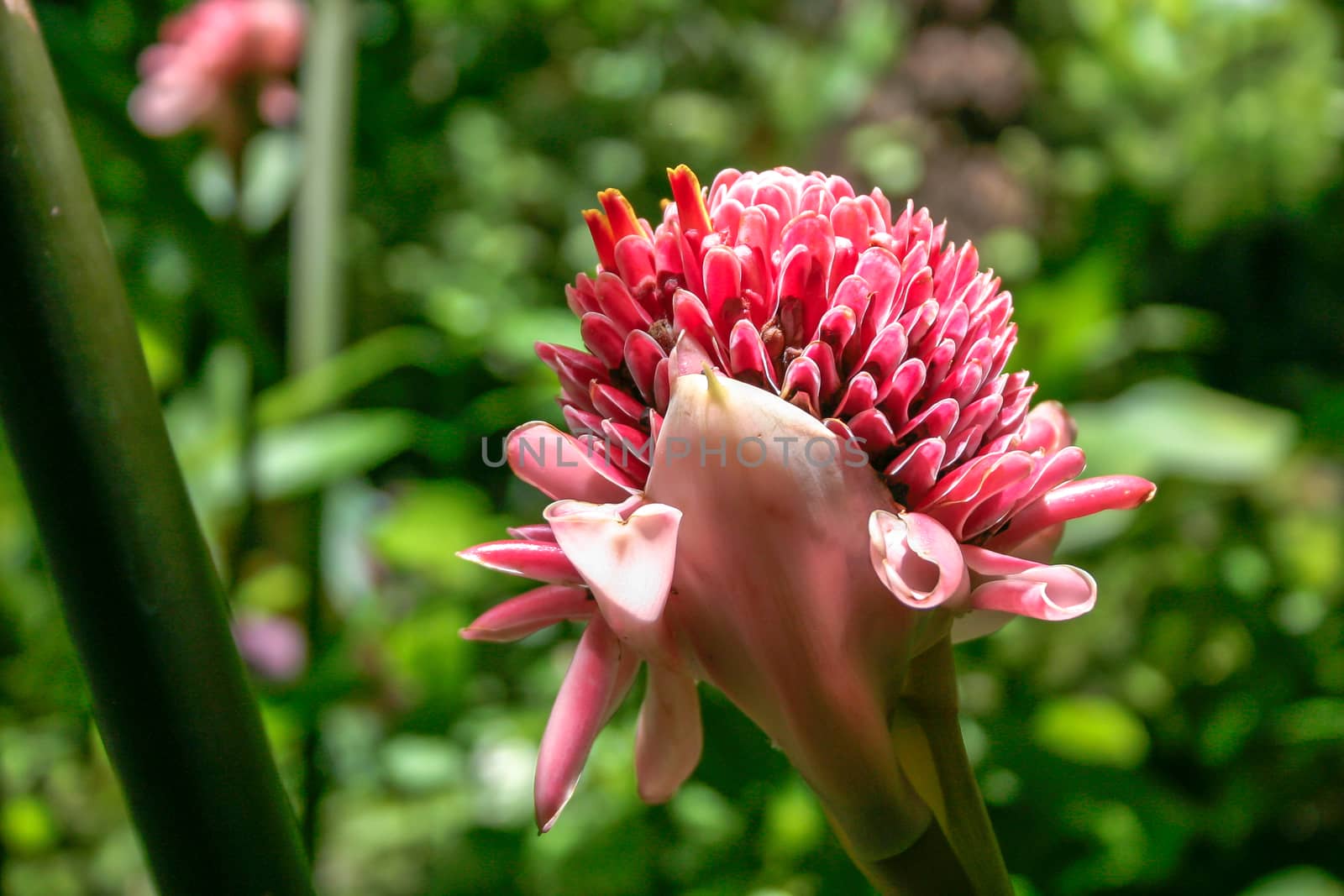 Torch Ginger (Etlingera elatior) flower in St Lucia