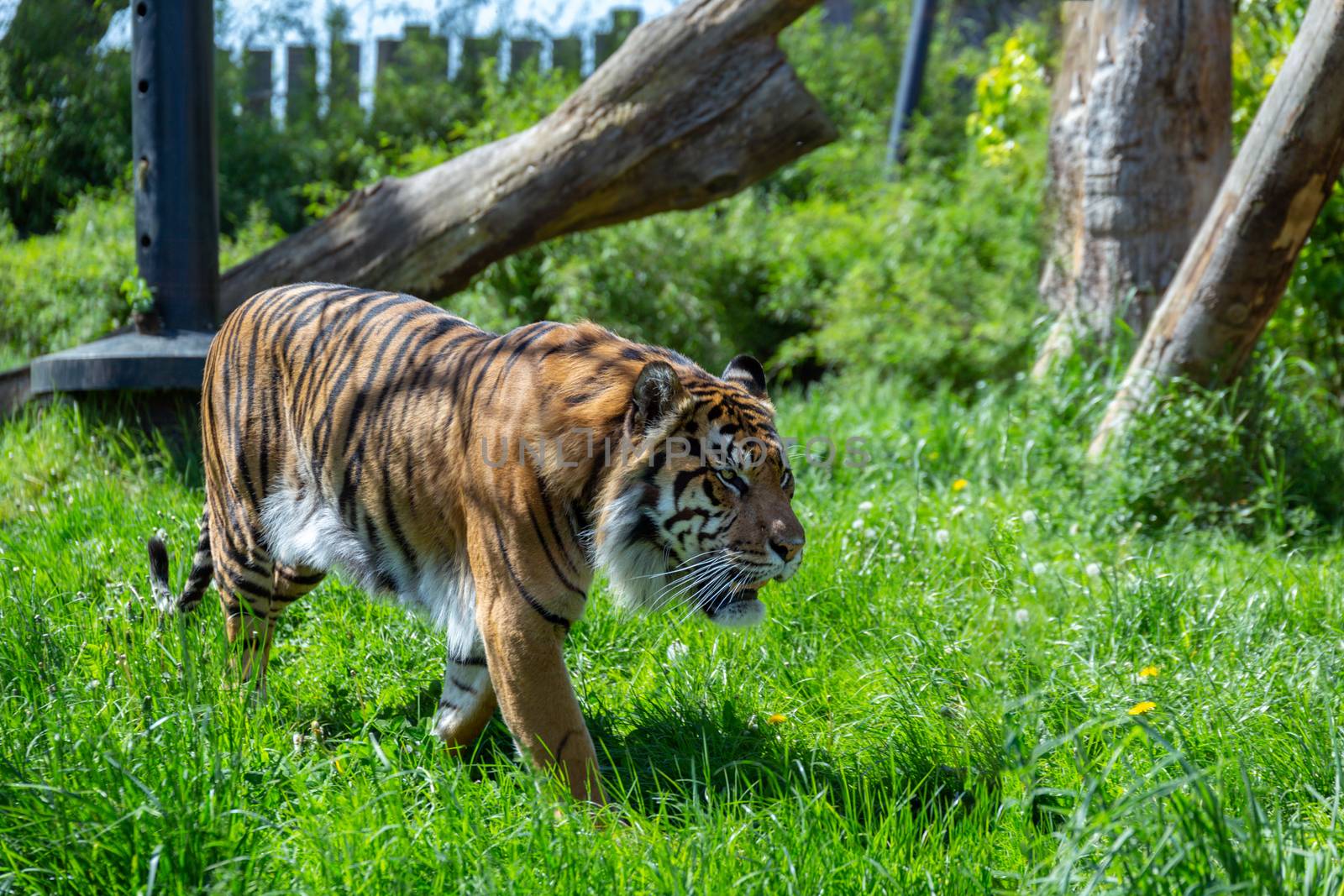 Sumatran Tiger by magicbones