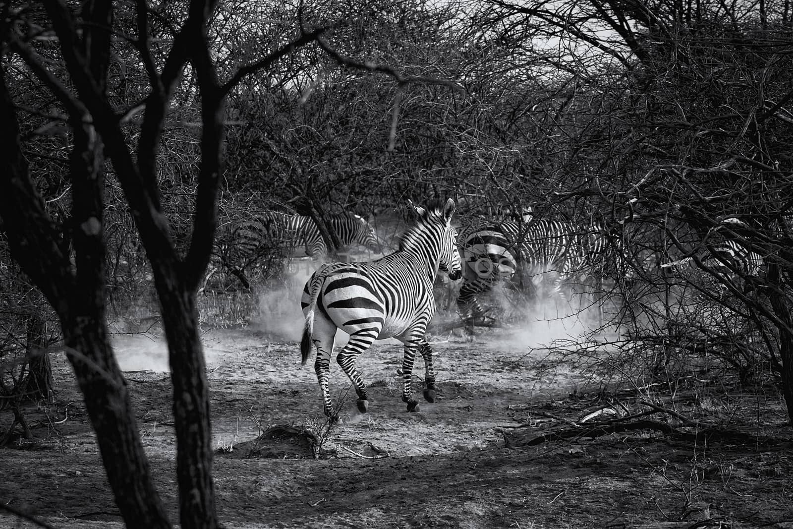 Burchell's zebra in Namibia by magicbones