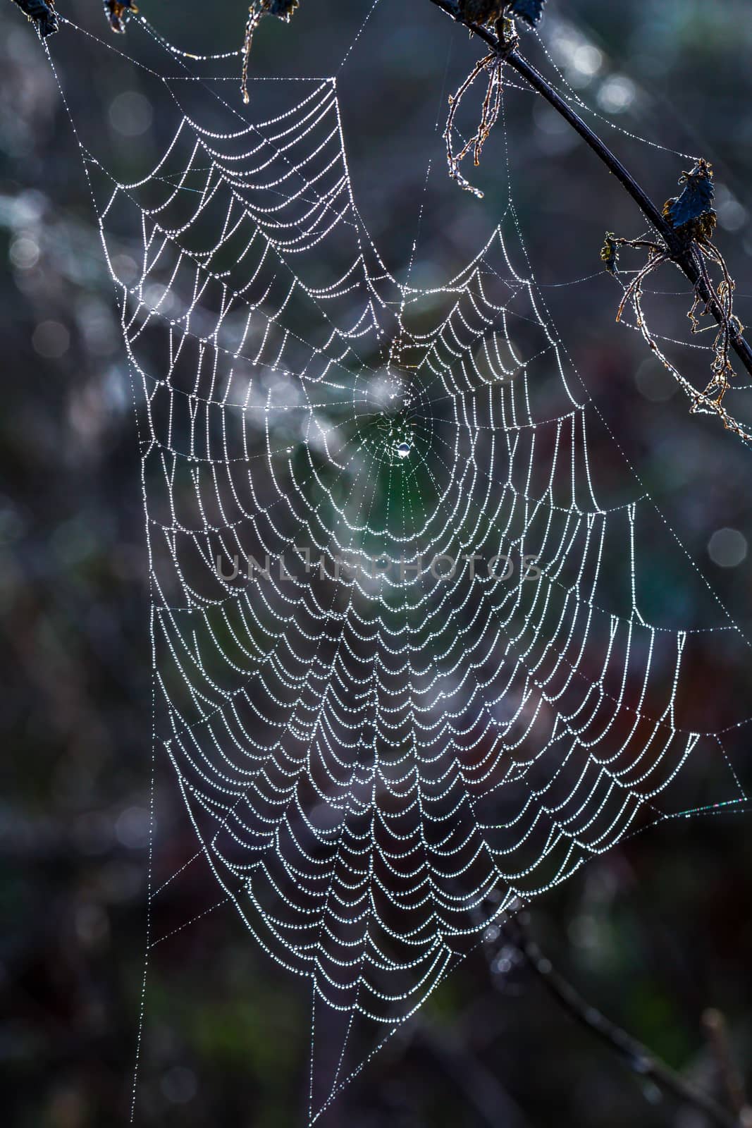 Water droplets on a spider web by magicbones