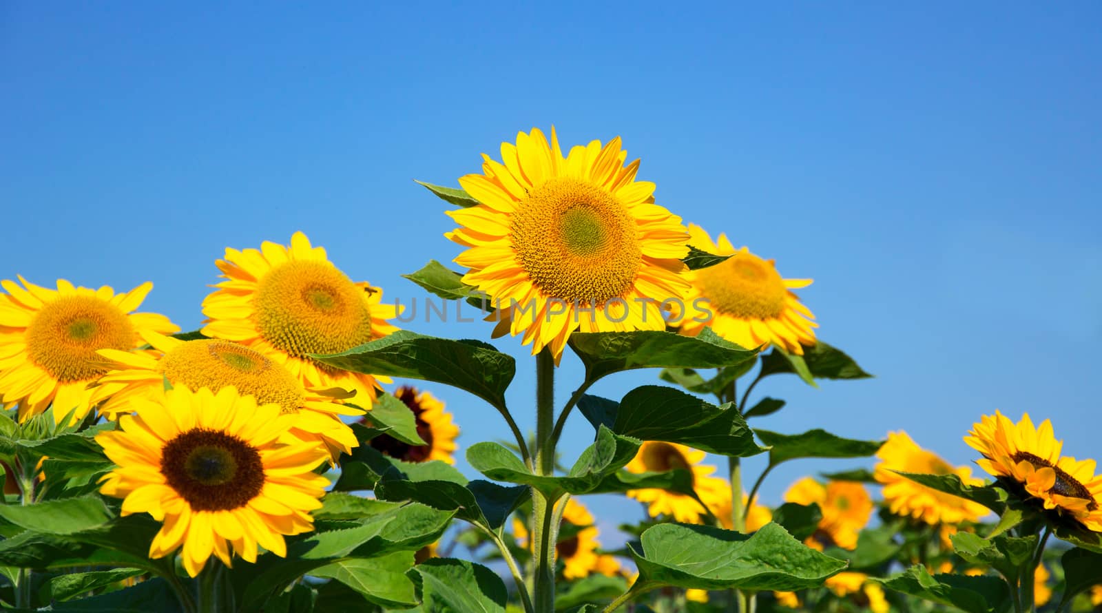 Image of sunflowers against a clear blue sky by magicbones