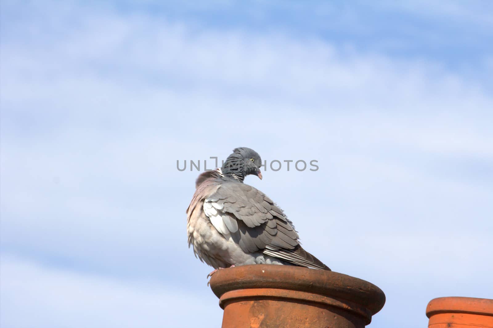 A common pigeon perched upon a chimney pot by magicbones