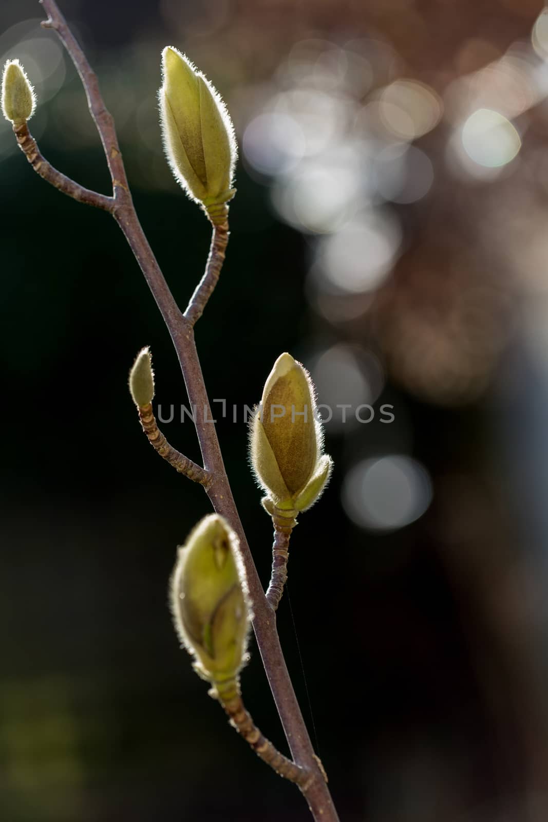 Magnolia buds growing in the late winter sunshine by magicbones