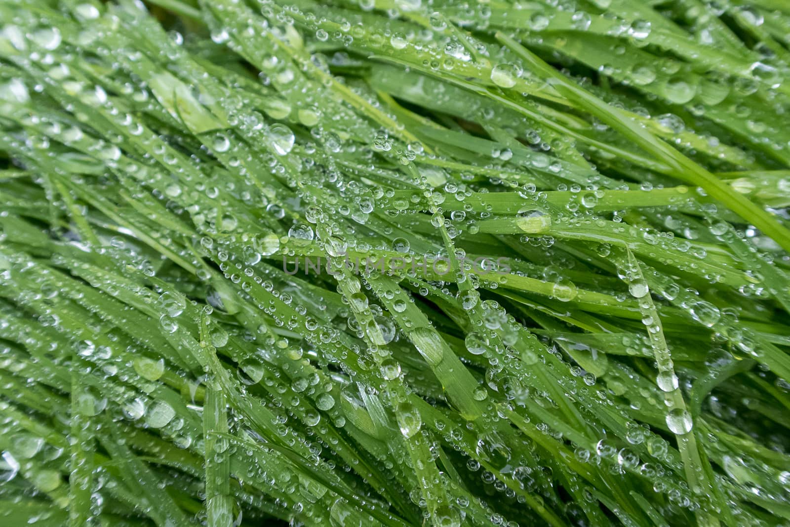 Close up of blades of wet grass