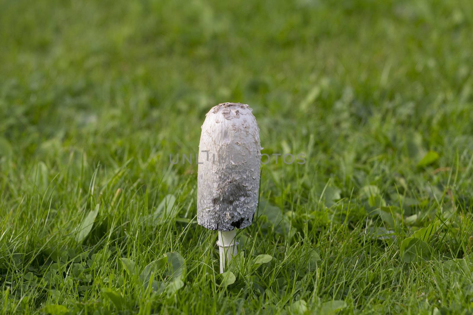 Shaggy Ink Cap (or Coprinus comatus fungi) edible mushroom