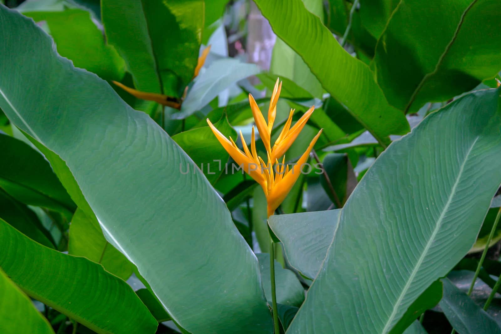 Heliconias in St Lucia by magicbones