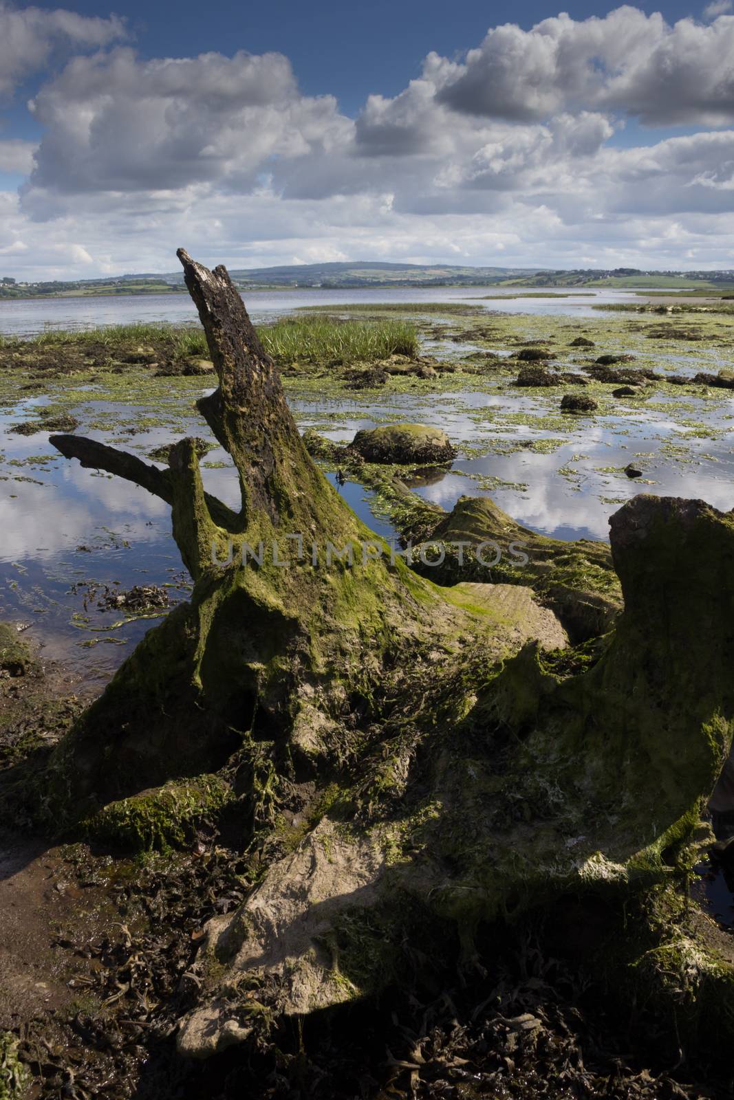 Wetland in Ireland by magicbones