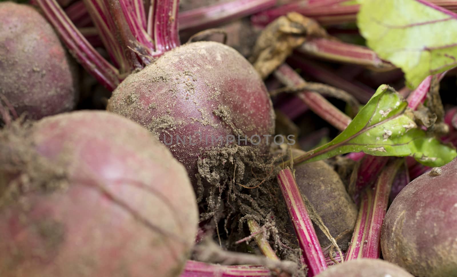 Harvested Beetroot by magicbones