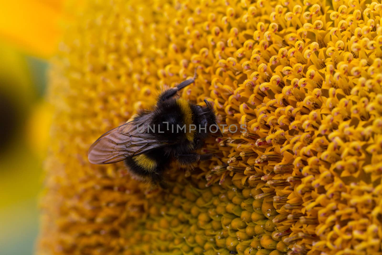 A bee feeding on the nectar of a sunflower