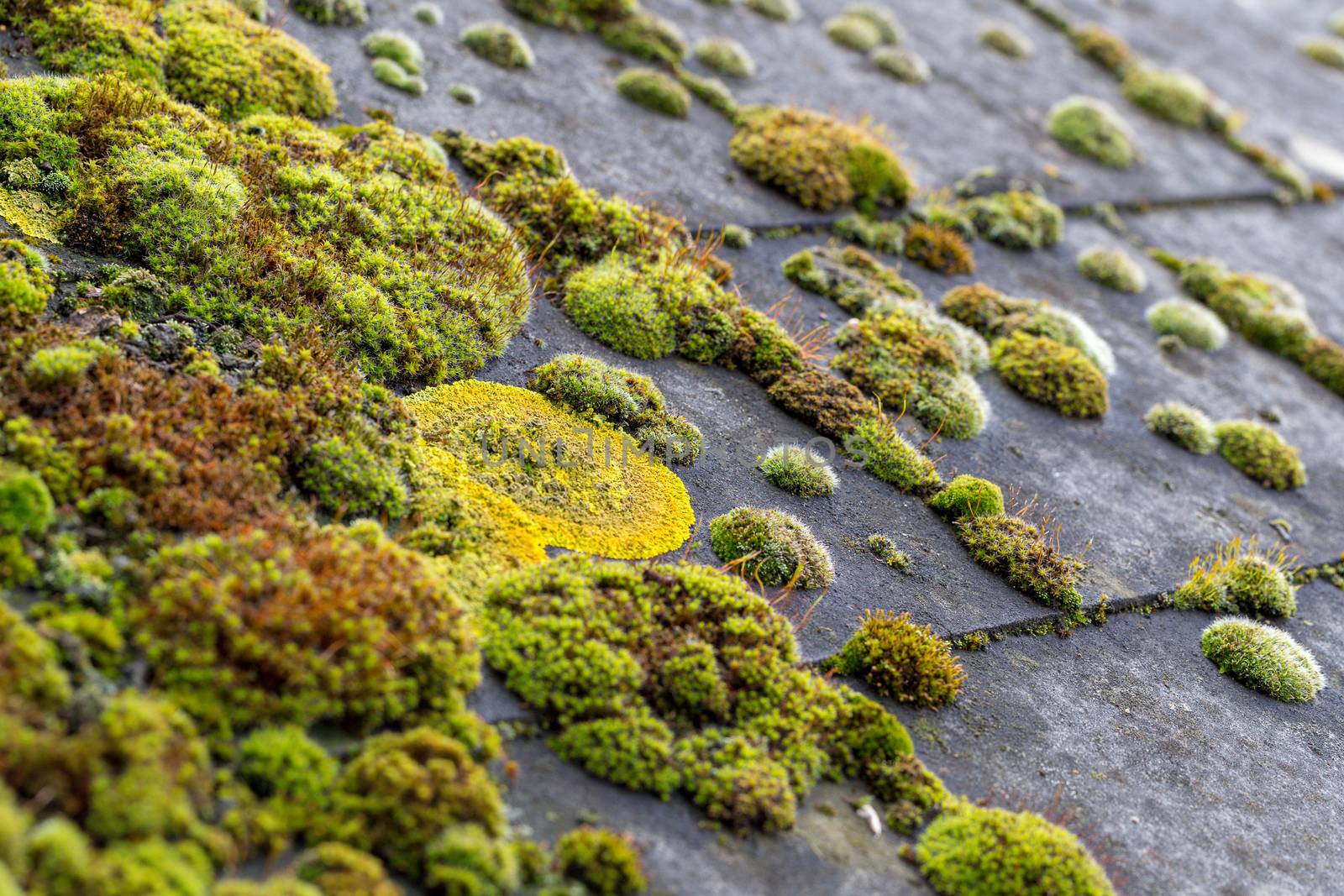 Green moss on slate roof tiles by magicbones