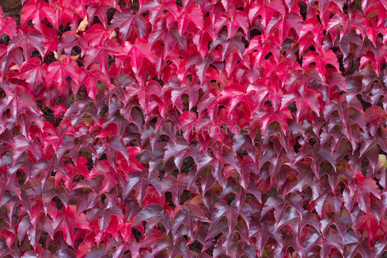 Red autumnal leaves of an Ivy wall climber