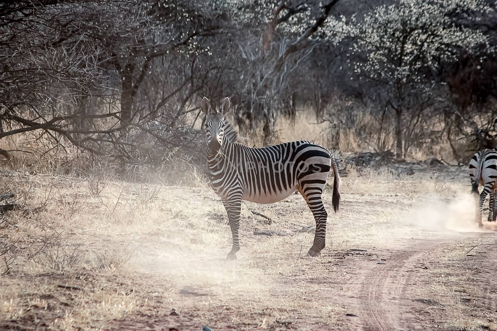 Burchell's zebra in Namibia by magicbones