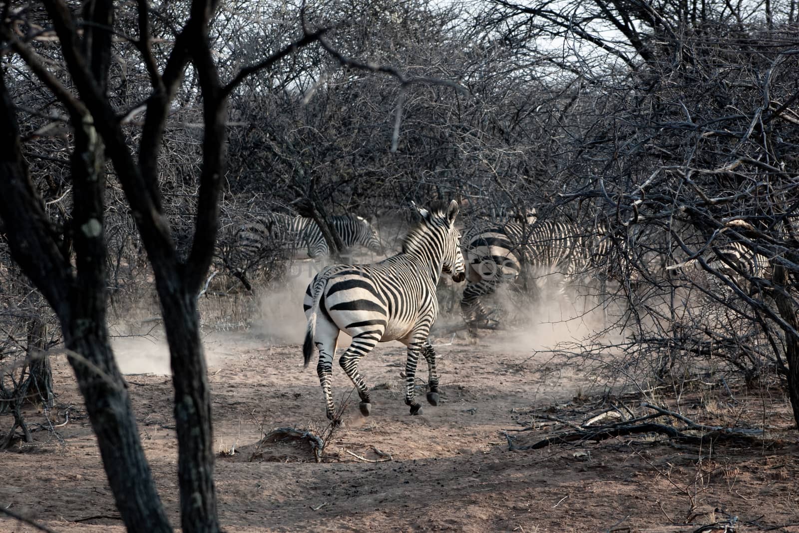 Burchell's zebra in Etosha National Park, Namibia