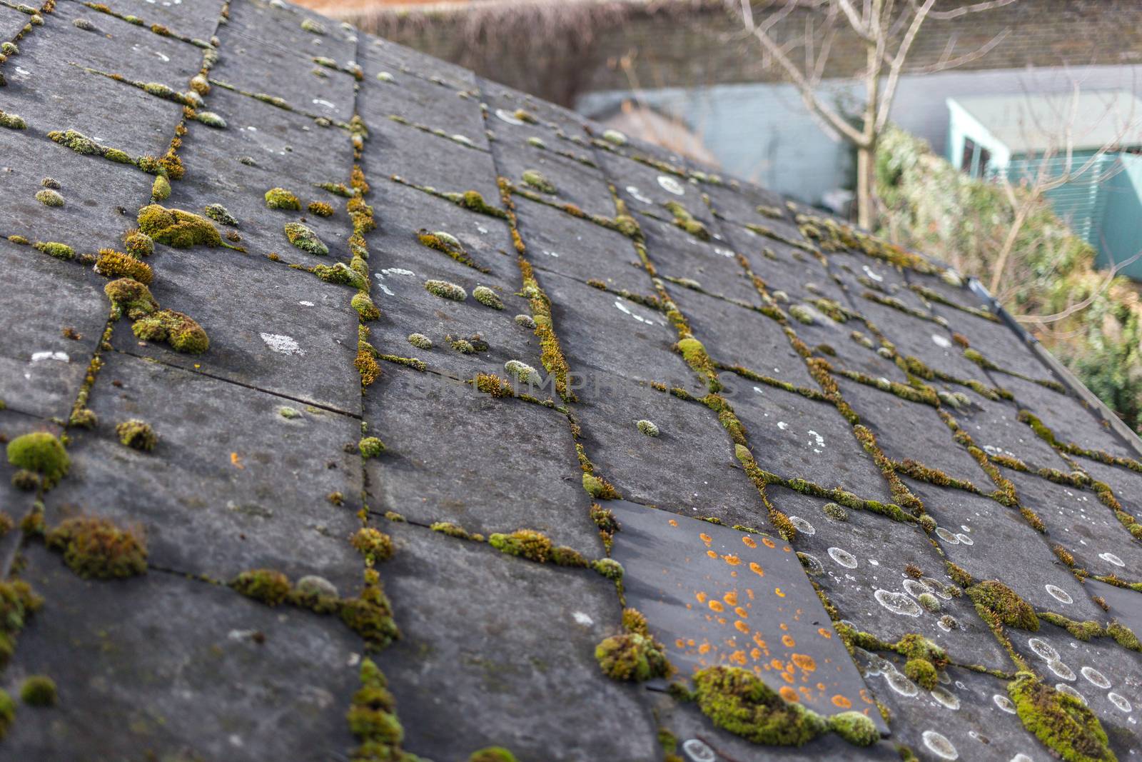 Green algae on slate roof tiles by magicbones