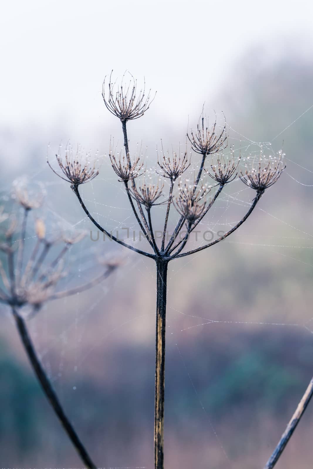 Burrs covered in dew laden spider cobweb, sparkling in the bright morning winter's sunshine