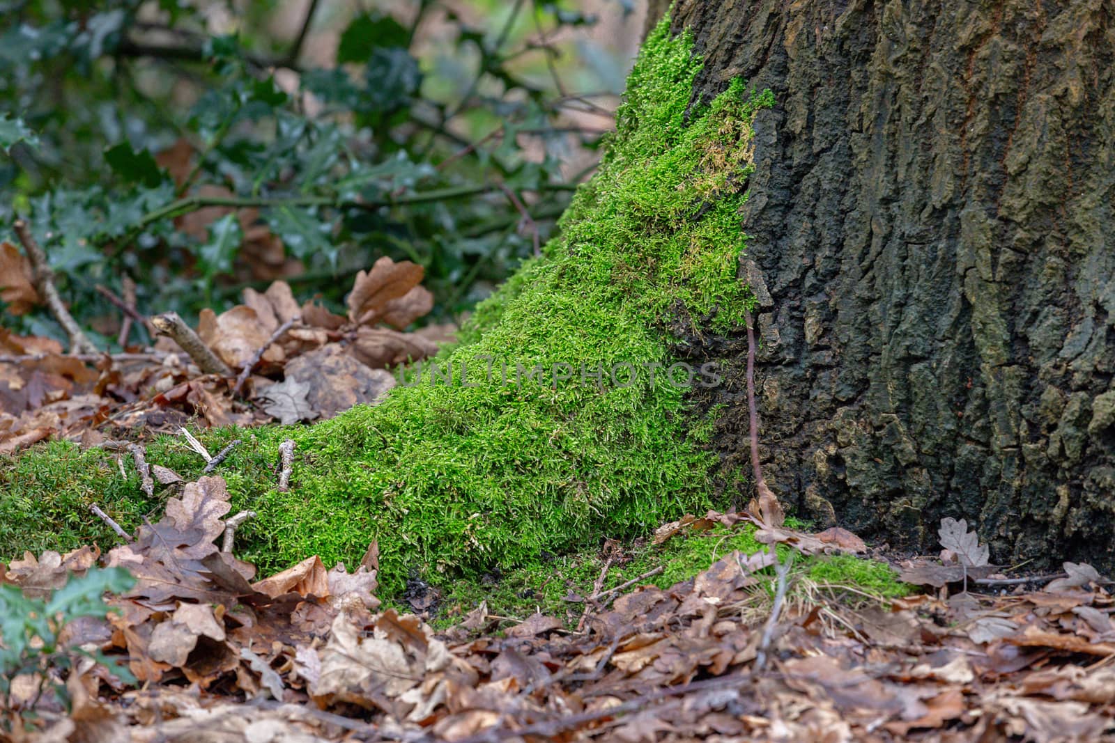 Moss covered tree trunks surrounded by autumnal leaves