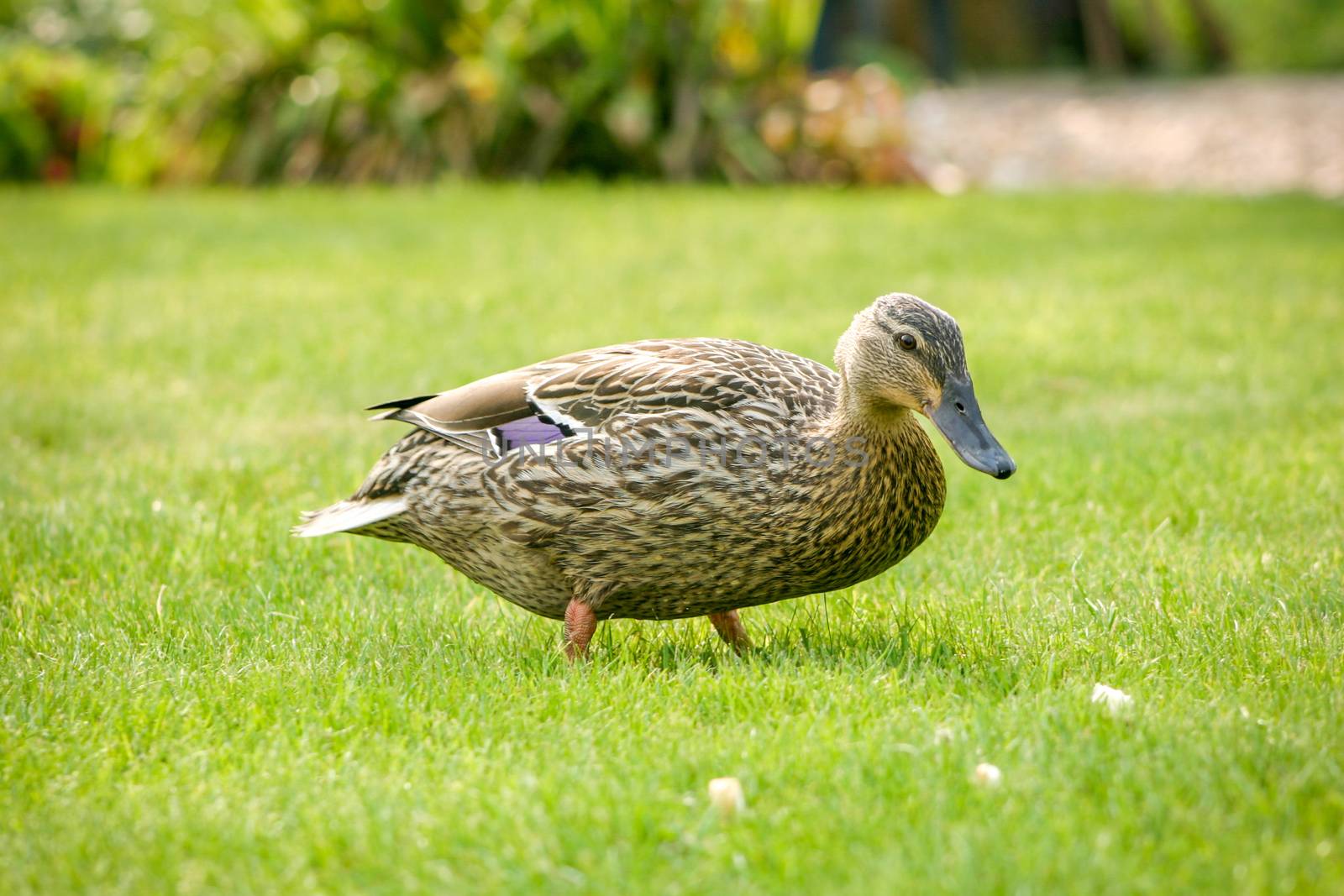 A mallard duck feeding in a grassy field by magicbones