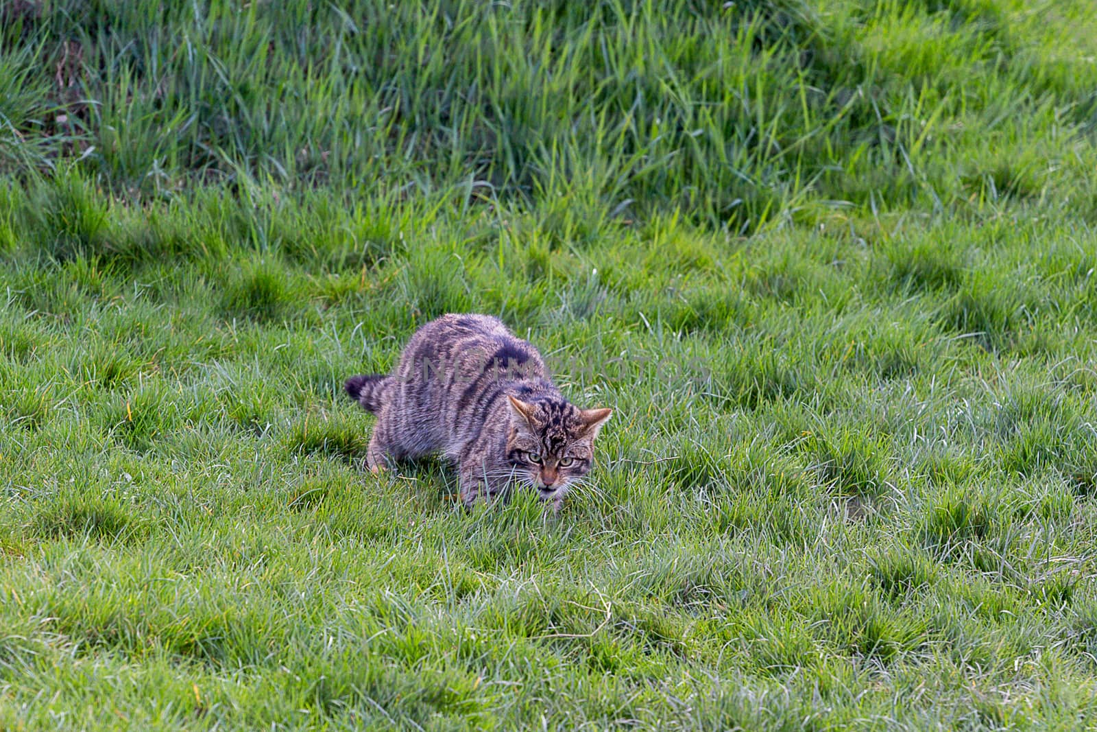 Scottish Wildcat (Felis Silvestris Grampia) stalking in the grass
