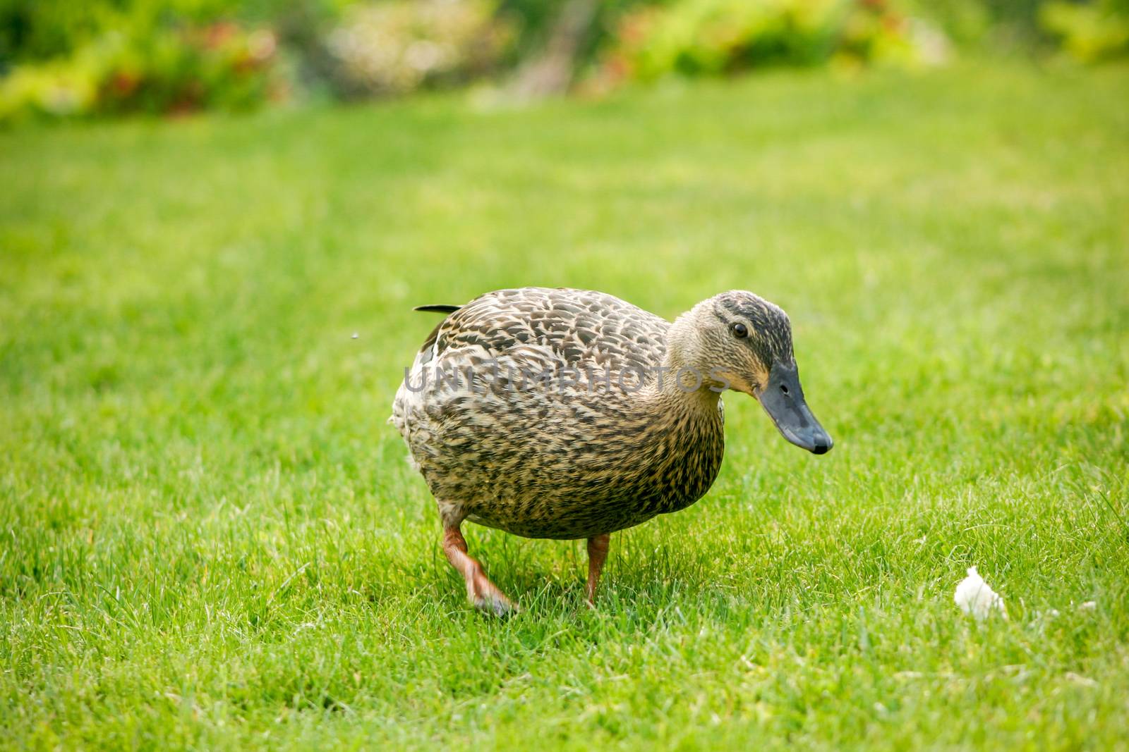 A mallard duck feeding in a grassy field by magicbones