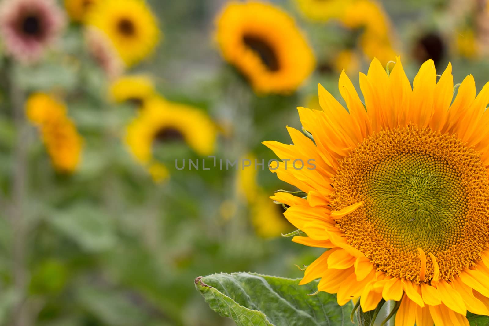 Sunflower field in the UK on a sunny day