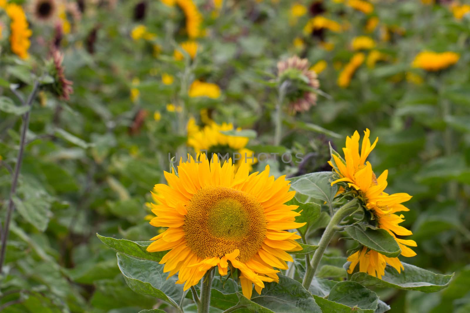 A sunflower field on a sunny day