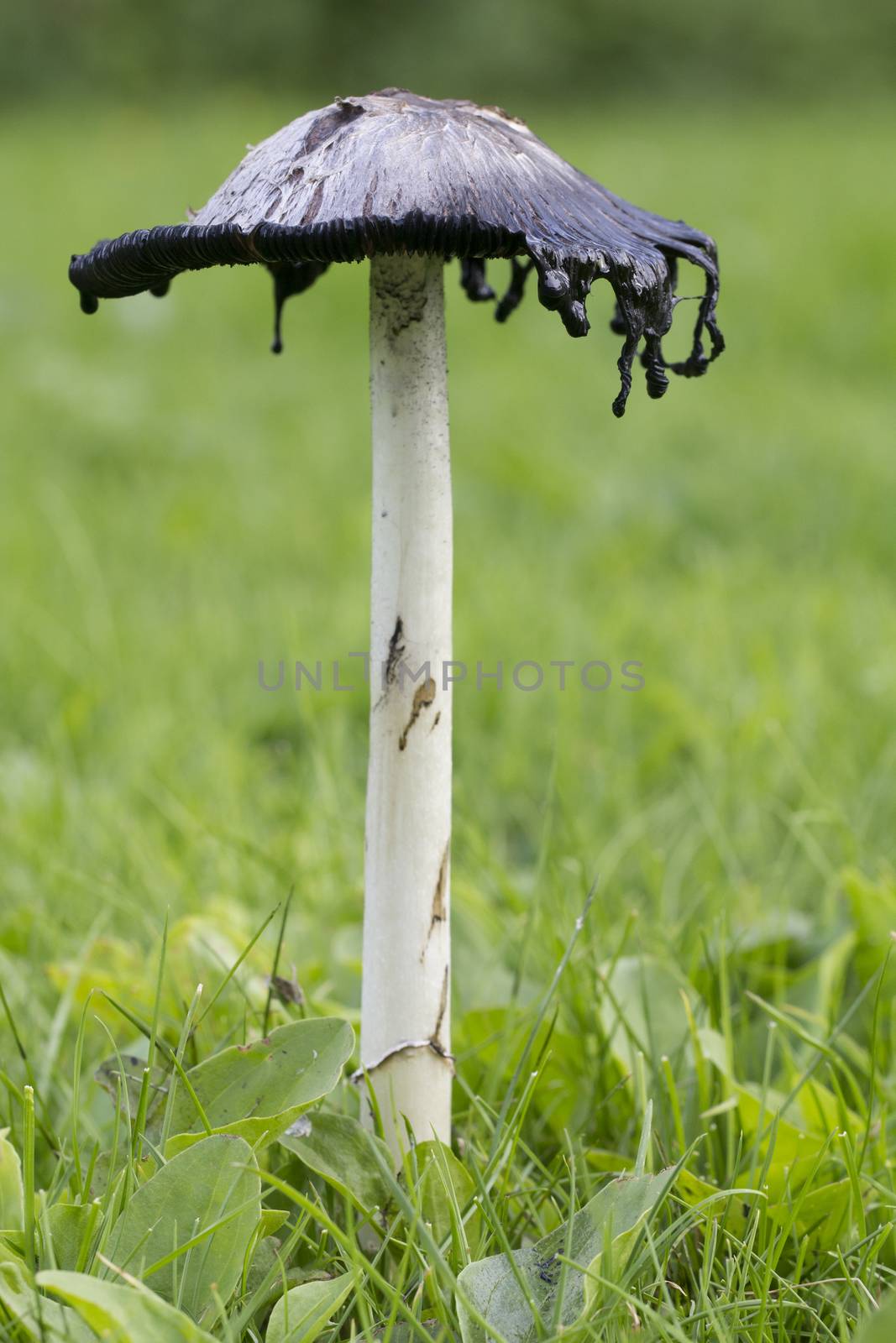 Open Shaggy Ink Cap by magicbones