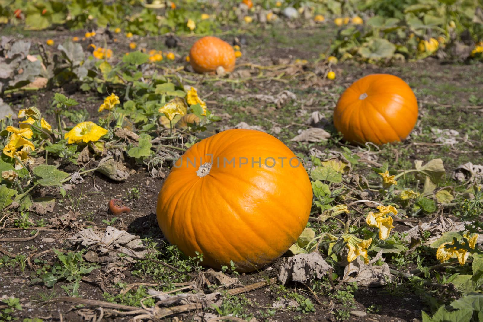 An assortment of ripe pumpkins in a field