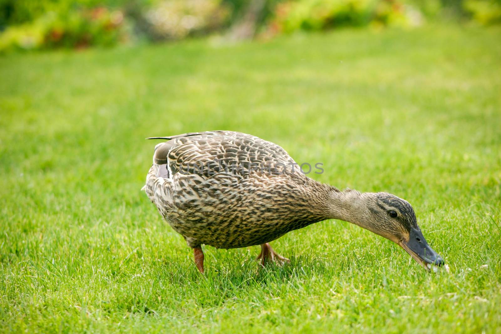 A mallard duck feeding in a grassy field by magicbones