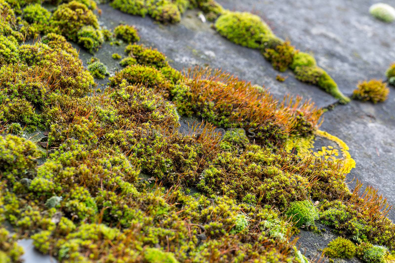 Green moss on slate roof tiles by magicbones