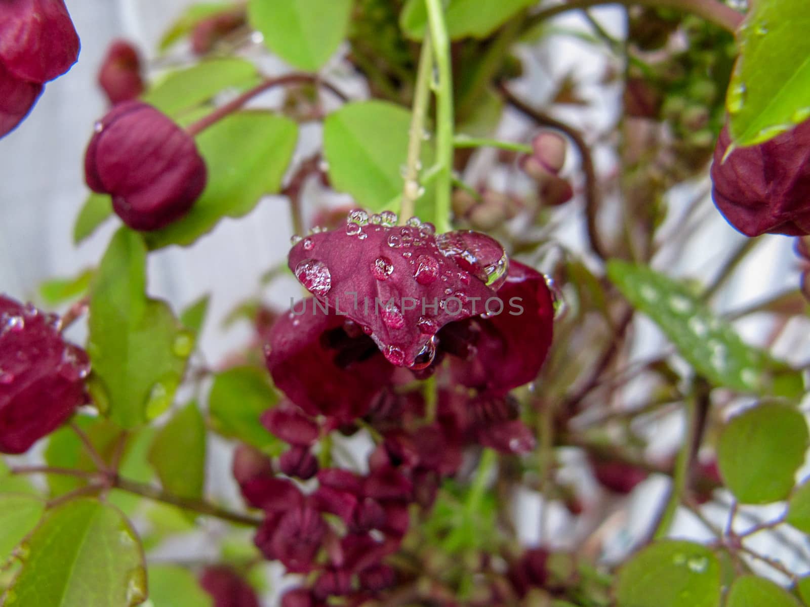 The foliage and flowers of the Akebia Quinata plant, also known as the Chocolate Vine